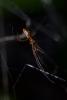 224947 – Photo : D. Martinez – Philippines